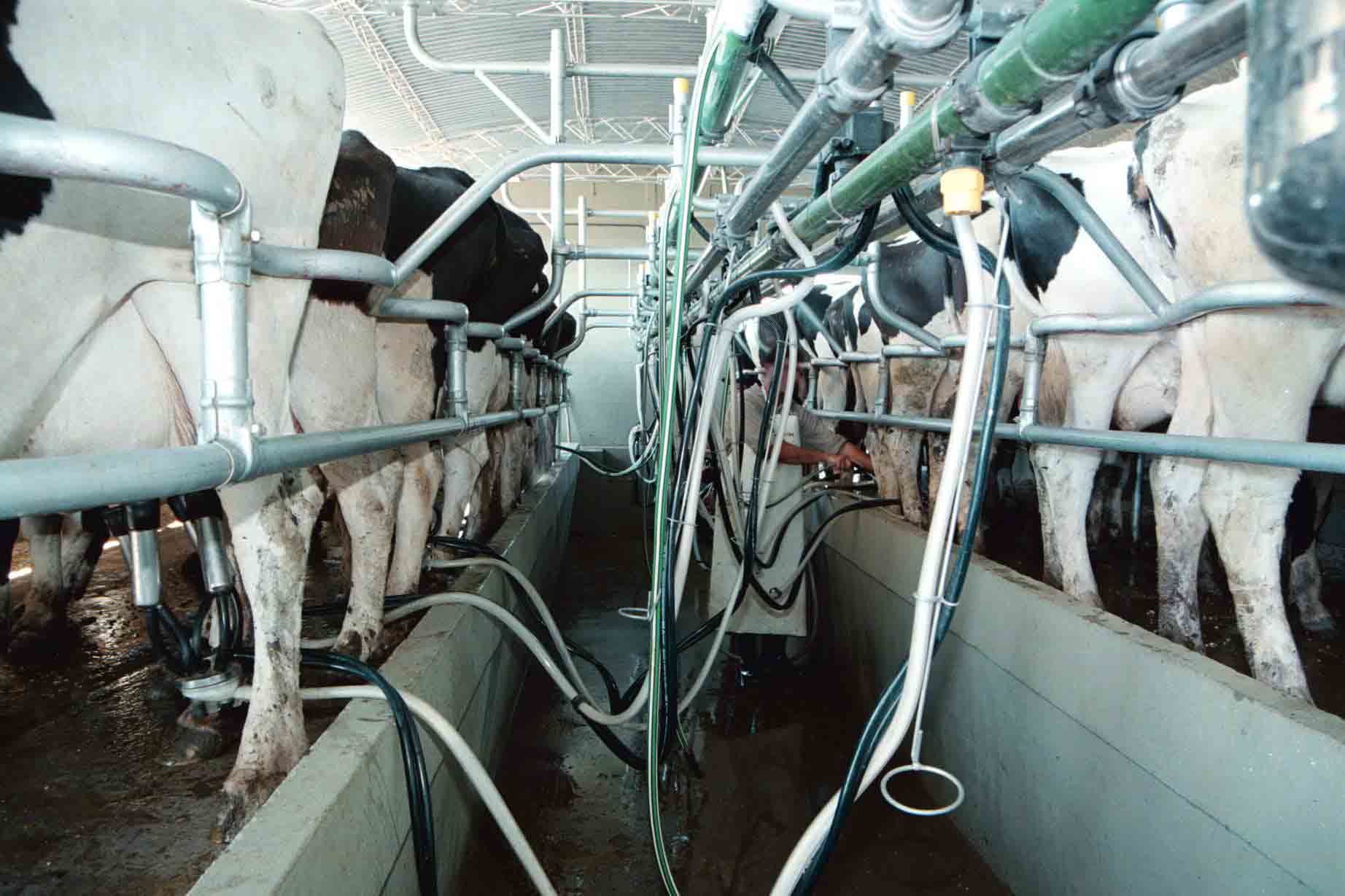 El programa Impulso Tambero lleva inscriptos a 3.650 productores lácteos