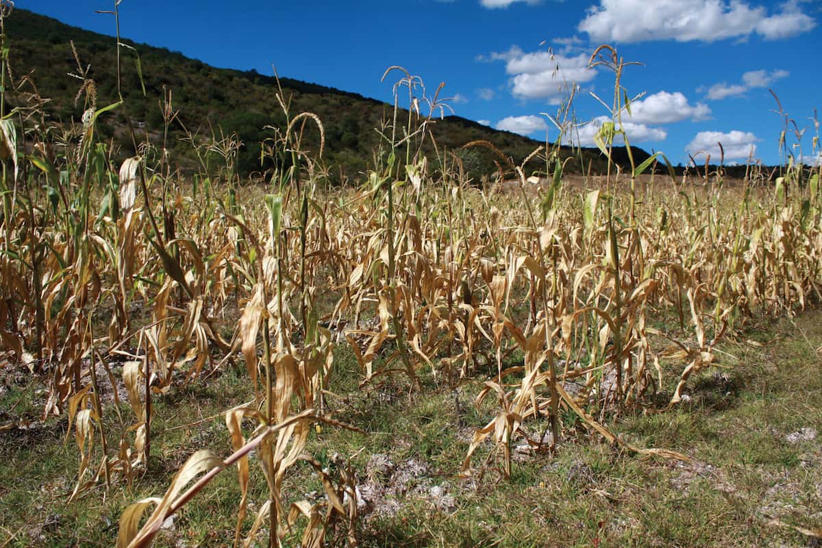 De qué se trata el fenómeno de "La Niña", que afecta a la Argentina y al trabajo en el campo