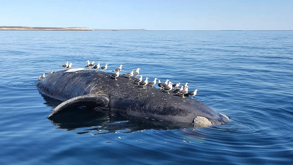 Sigue aumentando la cantidad de ballenas muertas en el Golfo Nuevo y el número asciende a 10