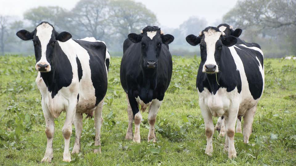 Una vaca dio 110 litros de leche en un día en María Ignacia